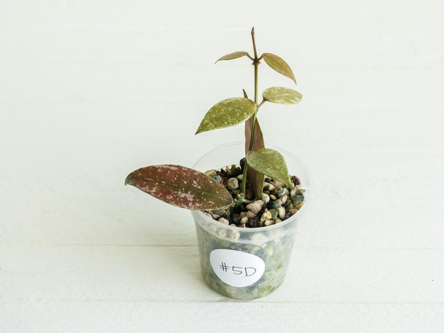 Hoya lacunosa 'Laos Full Splash' | 2-Inch | Exact Plant | Free Live Arrival Guarantee