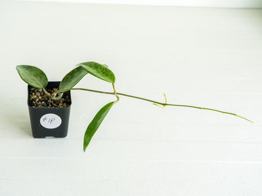 Hoya 'Rime' (Splash) | 2-Inch