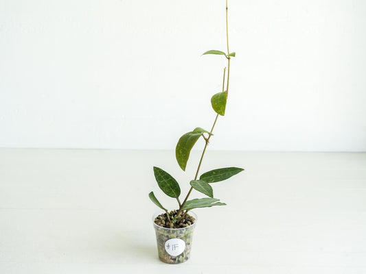 Hoya Elliptica (Blemished) | 2-Inch