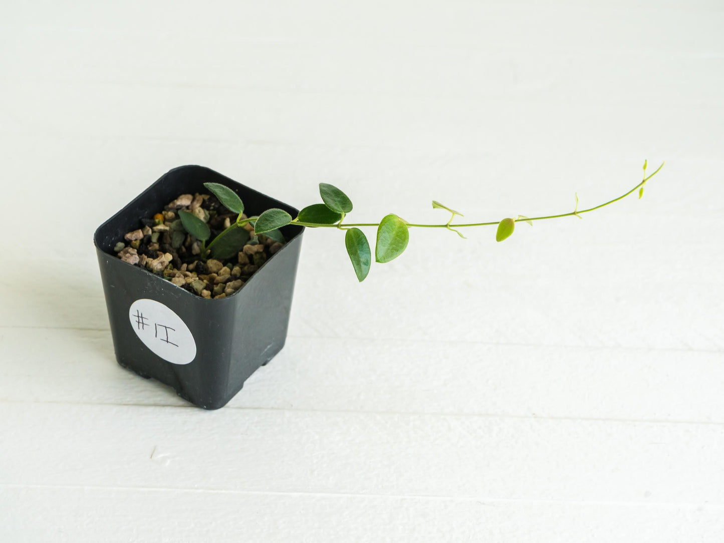 Hoya pulleana (IM-02) | 2-Inch