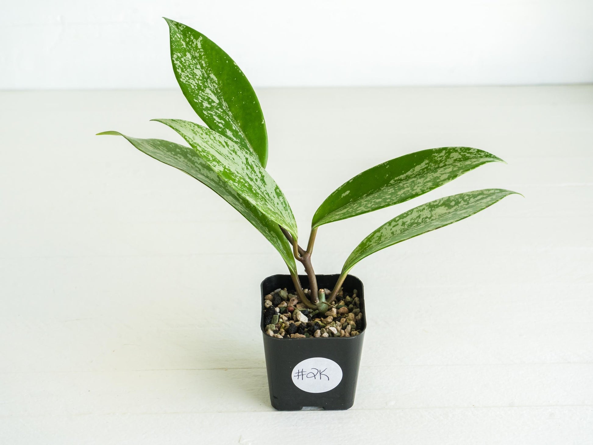 Hoya pubicalyx (Splash) | 2-Inch