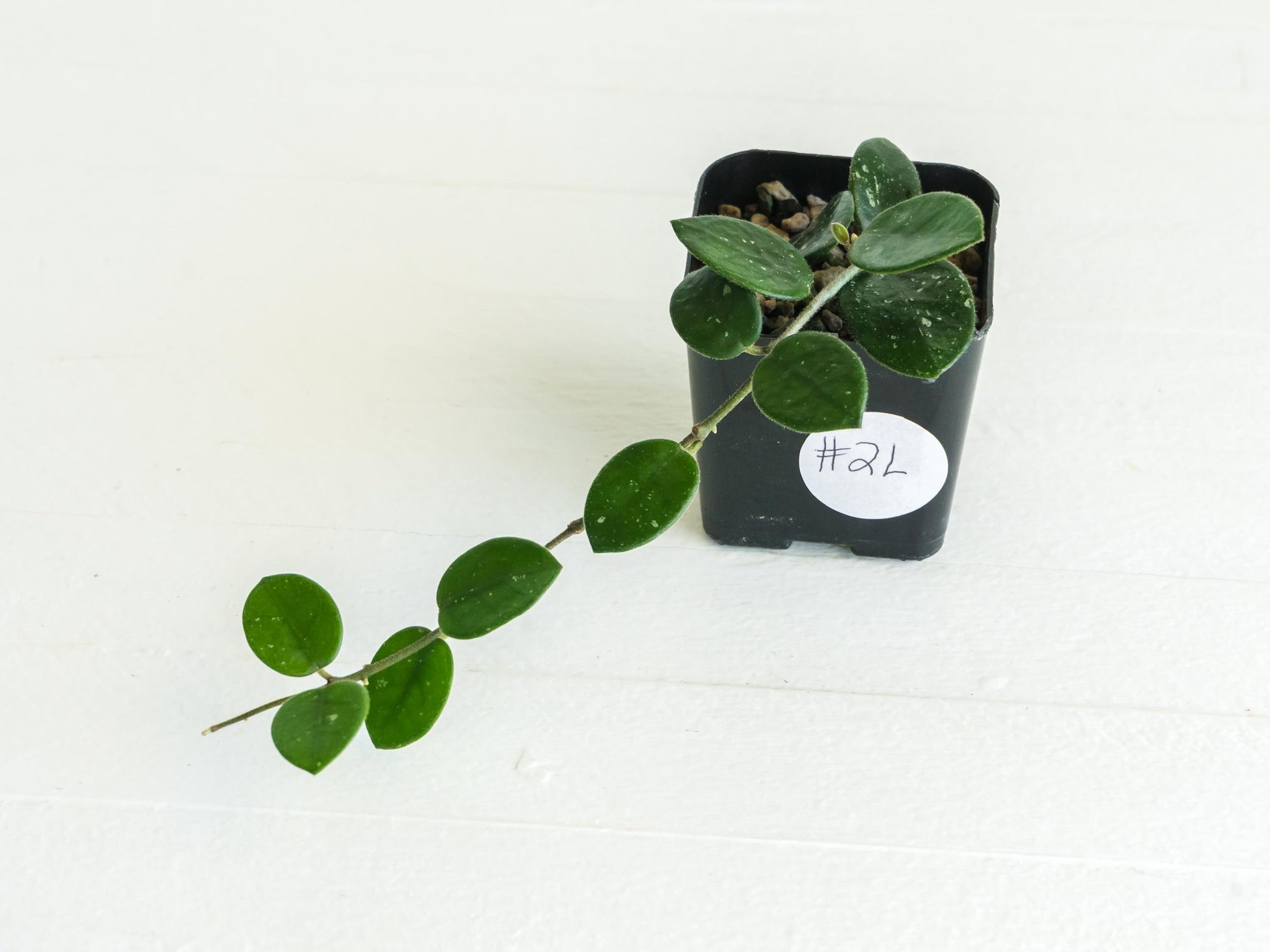 Hoya 'Mathilde' | 2-Inch