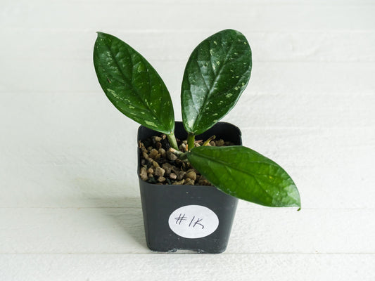 Hoya Lai Chau Splash | 2-Inch