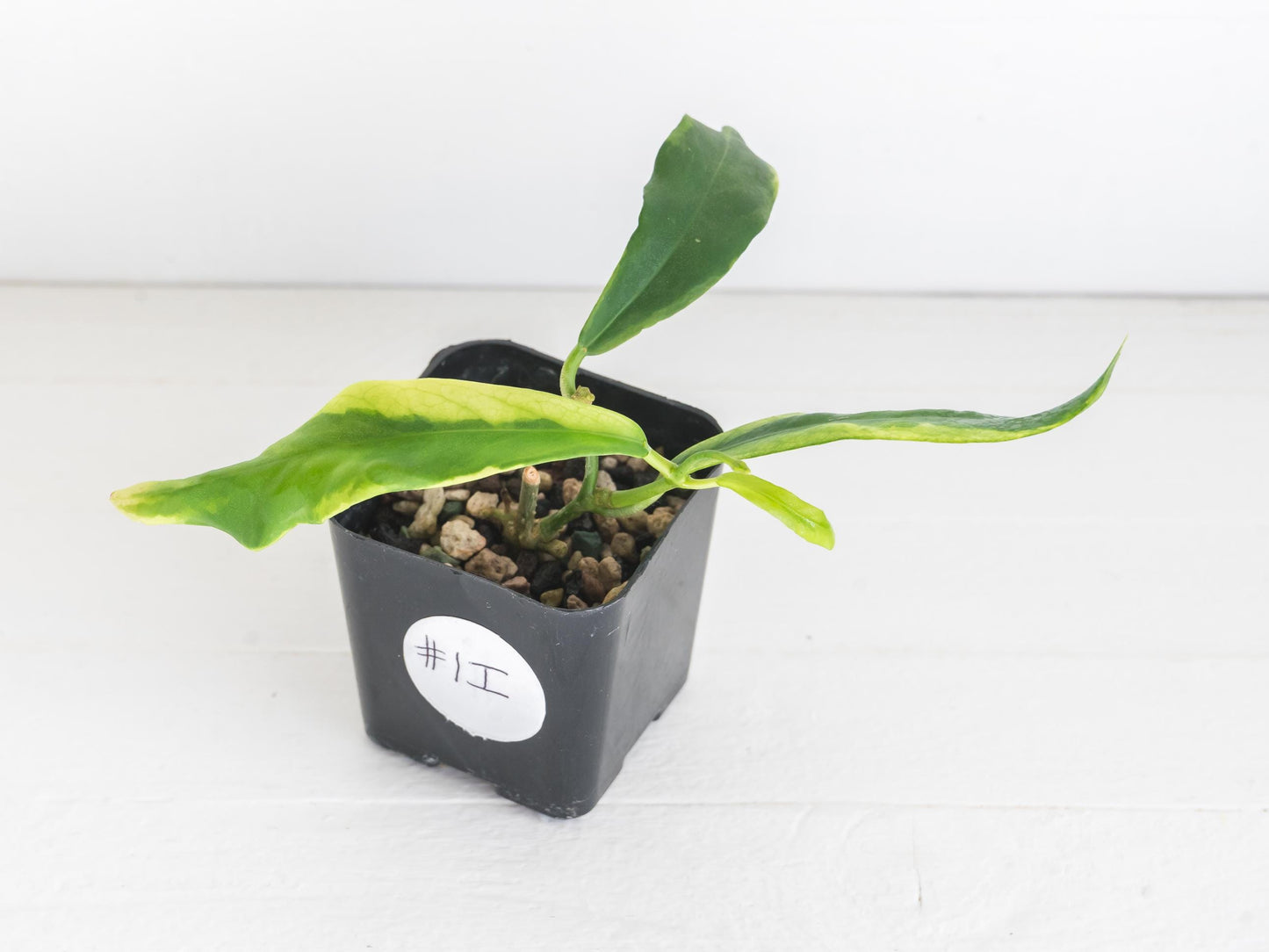 Hoya pimenteliana (Albo / Outer Variegated) | 2-Inch
