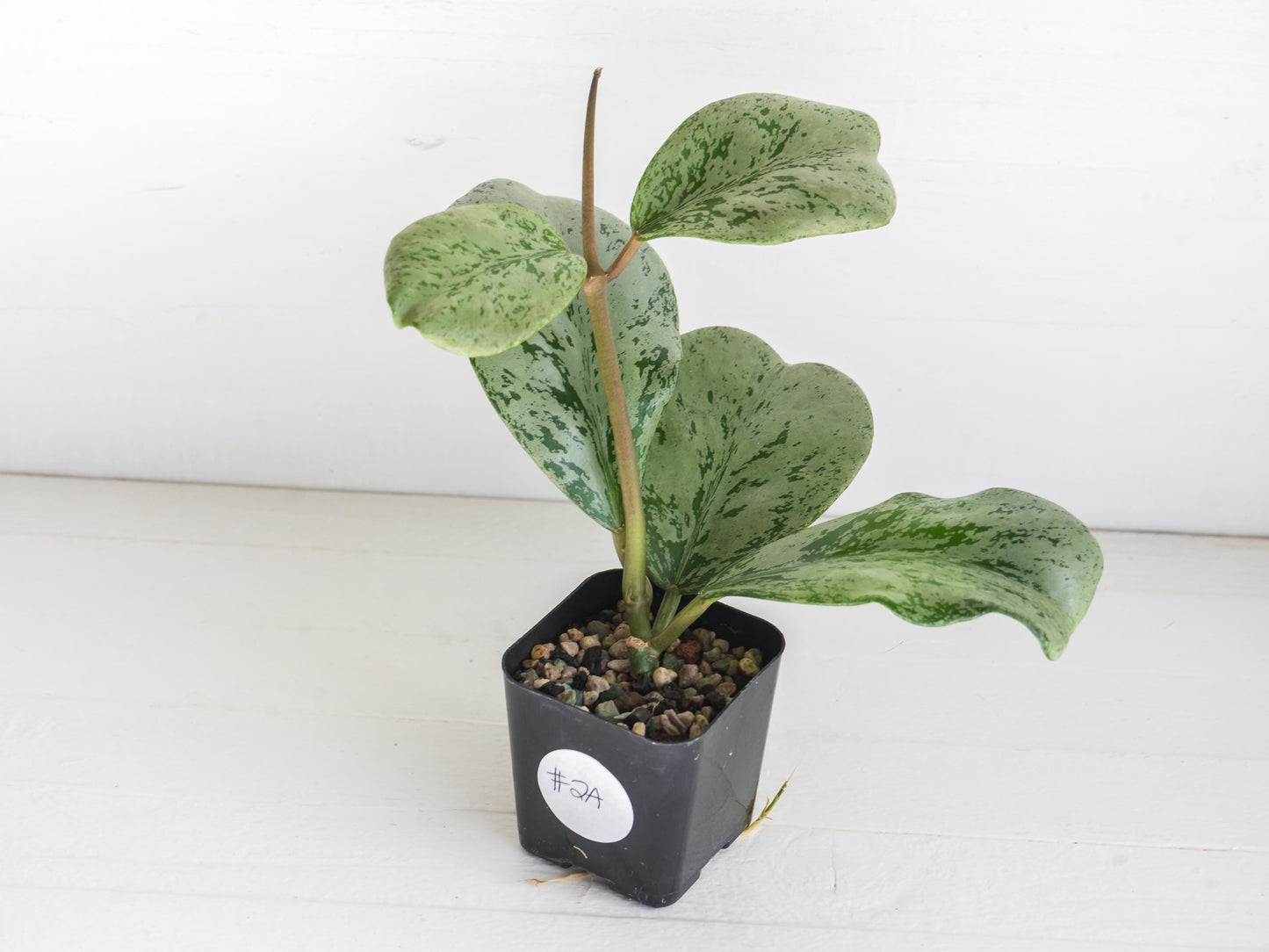Hoya chiang dao (Silver) | 2-Inch
