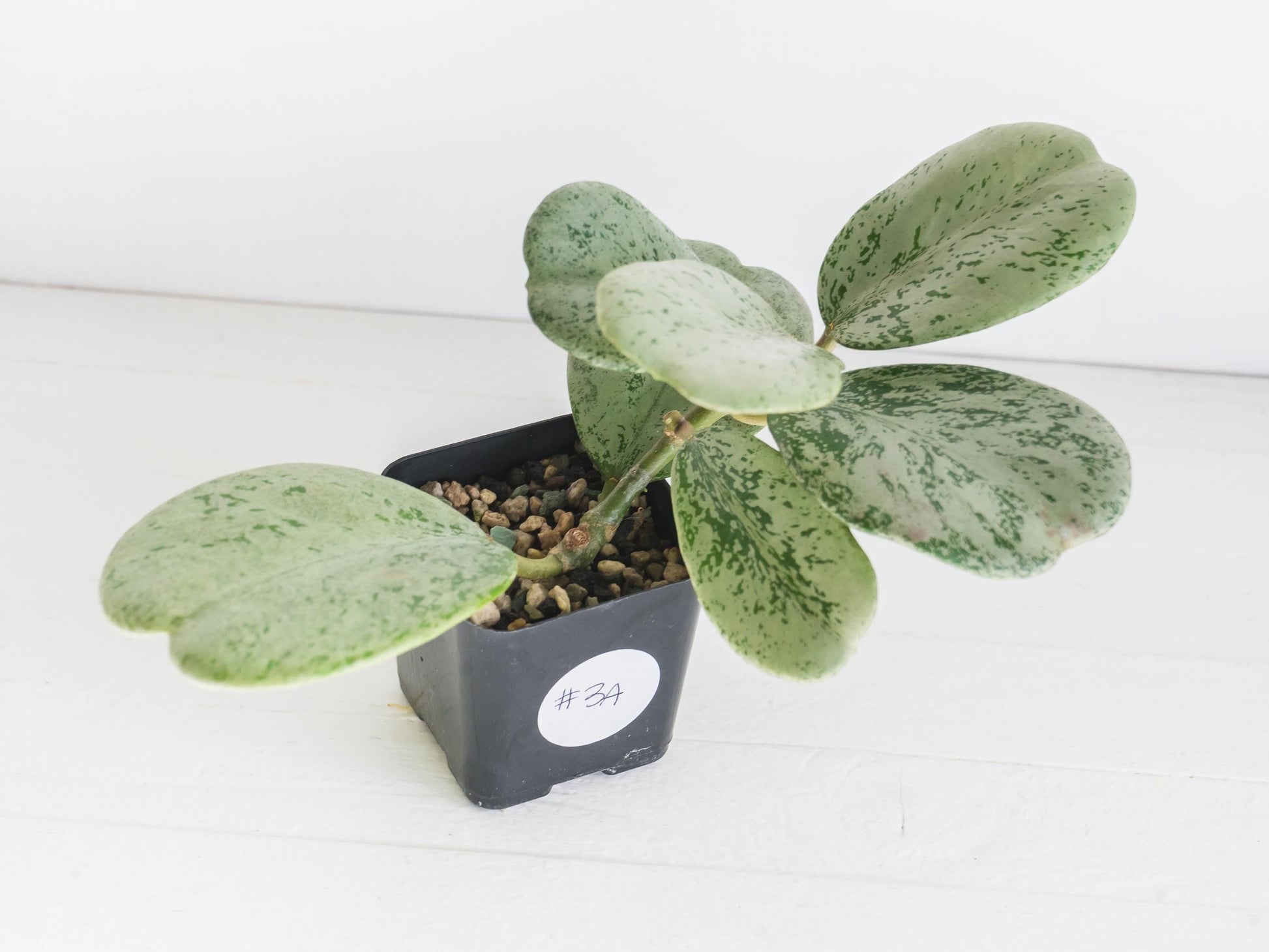 Hoya chiang dao (Silver) | 2-Inch