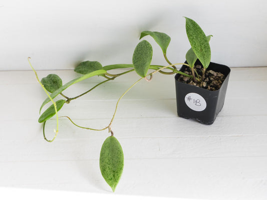 Hoya 'Jita Silver' | 2-Inch