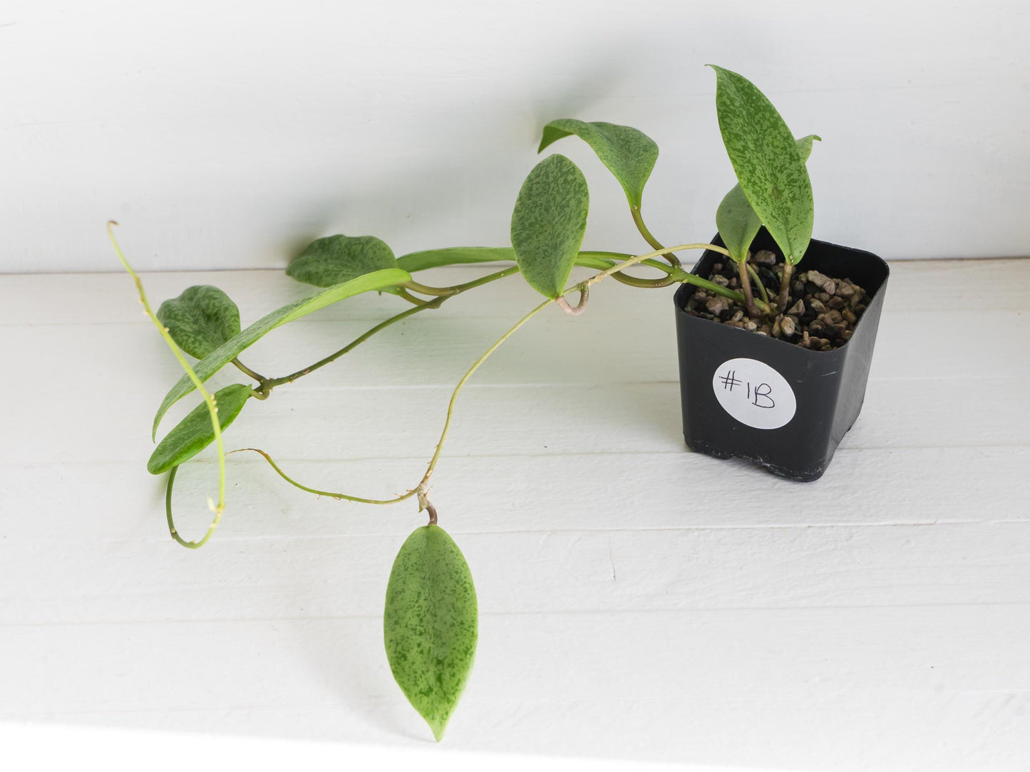 Hoya 'Jita Silver' | 2-Inch