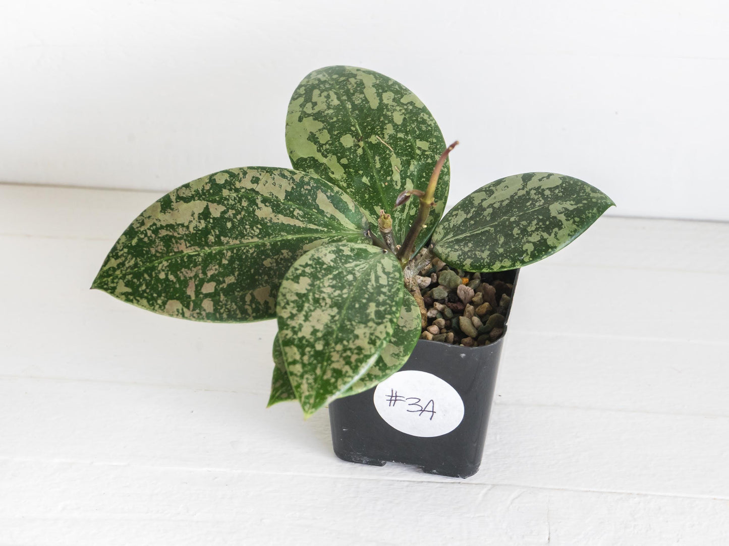 Hoya 'Wibergiae Round Leaf' (DMW-001-C) [verticillata (ex. wibergiea) x unknown] | 2-Inch