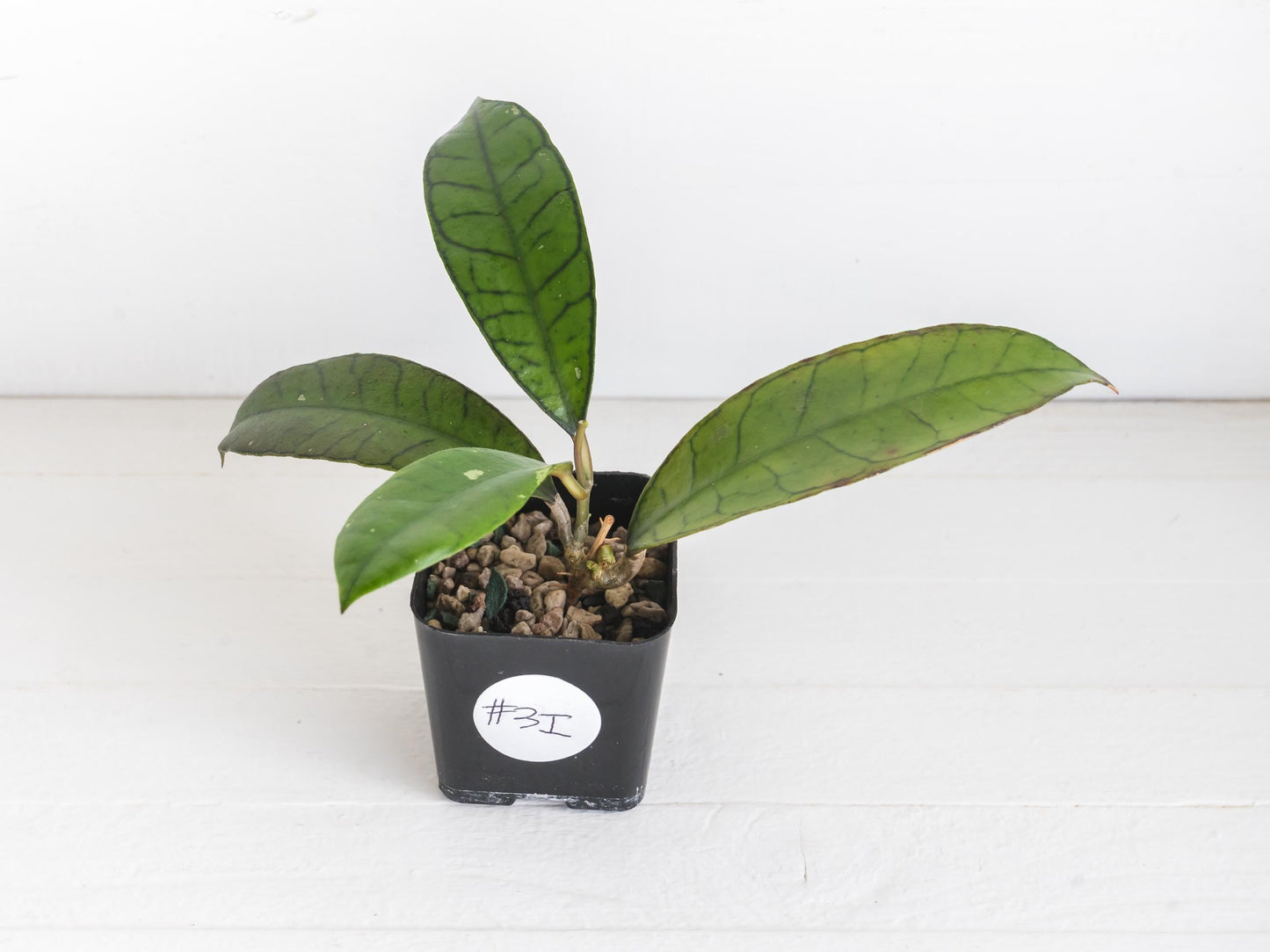 Hoya gunung gading | 2-Inch