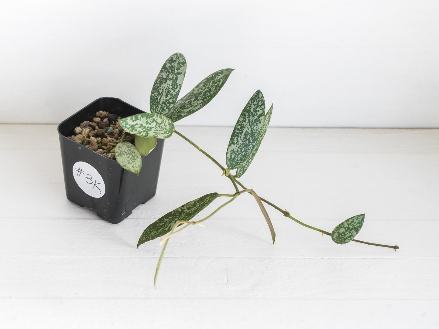 Hoya sigillatis 'Round Leaf' aka sigillatis (Silver) AH001 aka Borneo | 2-Inch