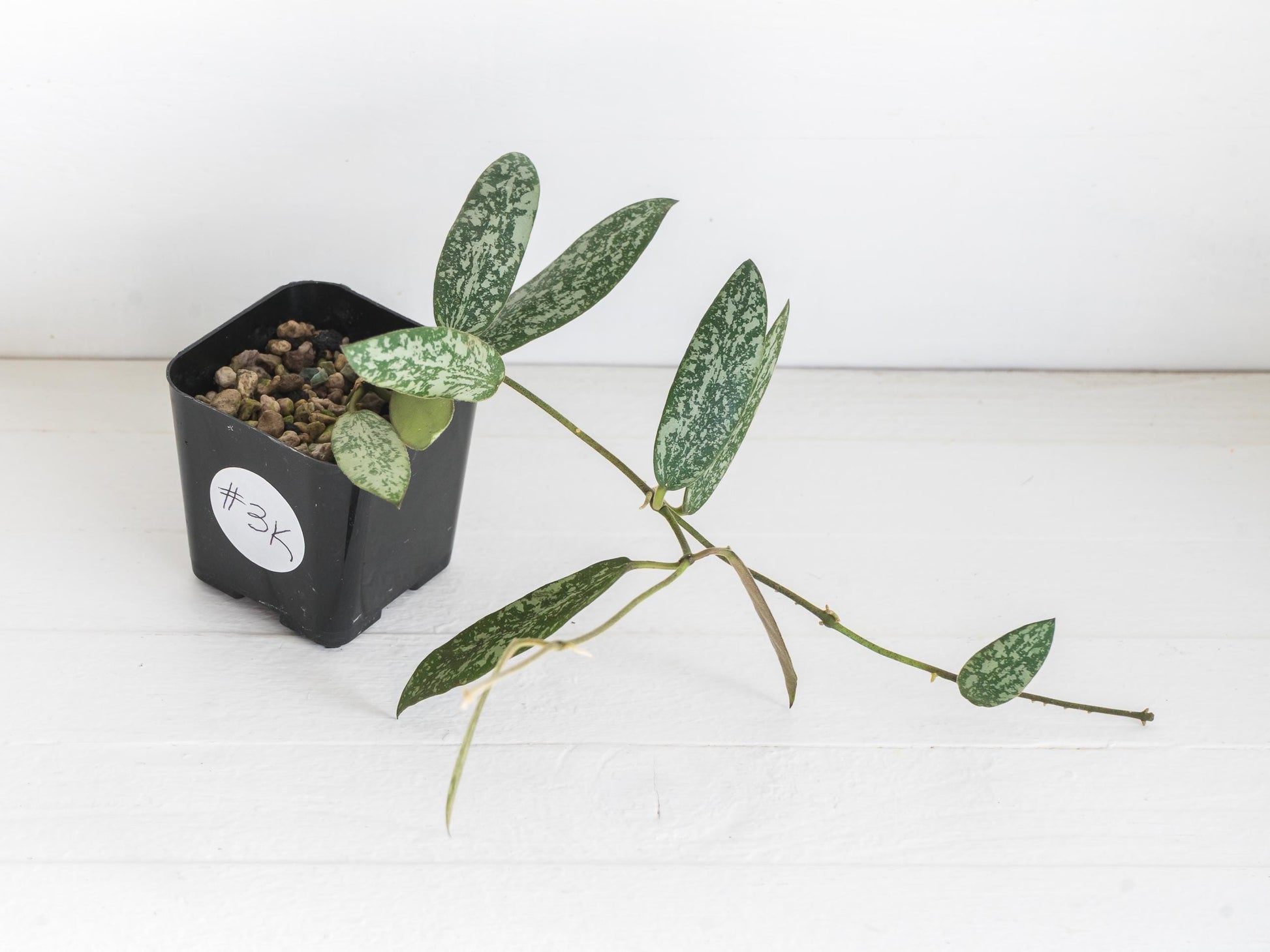 Hoya sigillatis 'Round Leaf' aka sigillatis (Silver) AH001 aka Borneo | 2-Inch