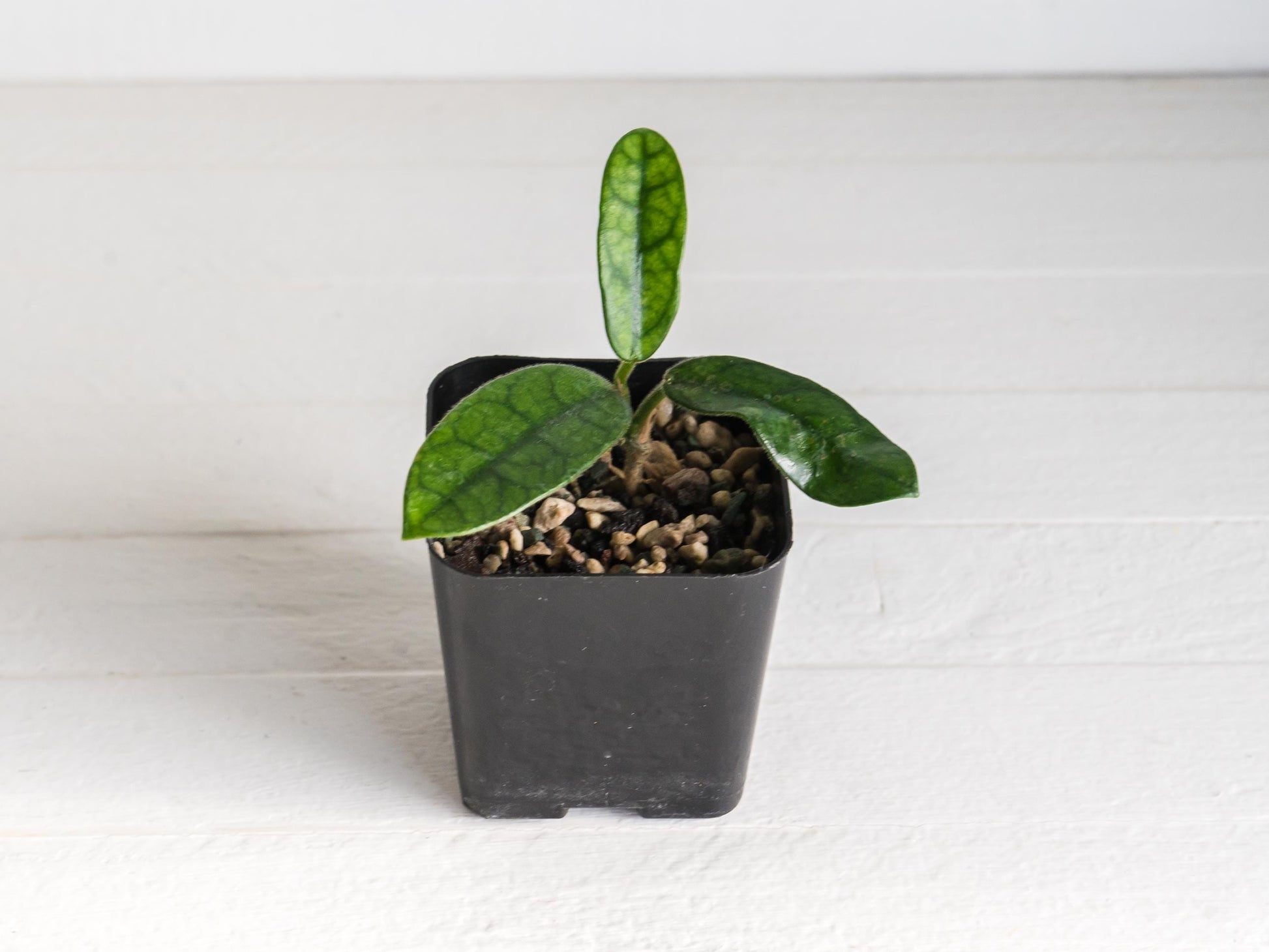 Hoya sichuanensis / lyi NOID | 2-Inch