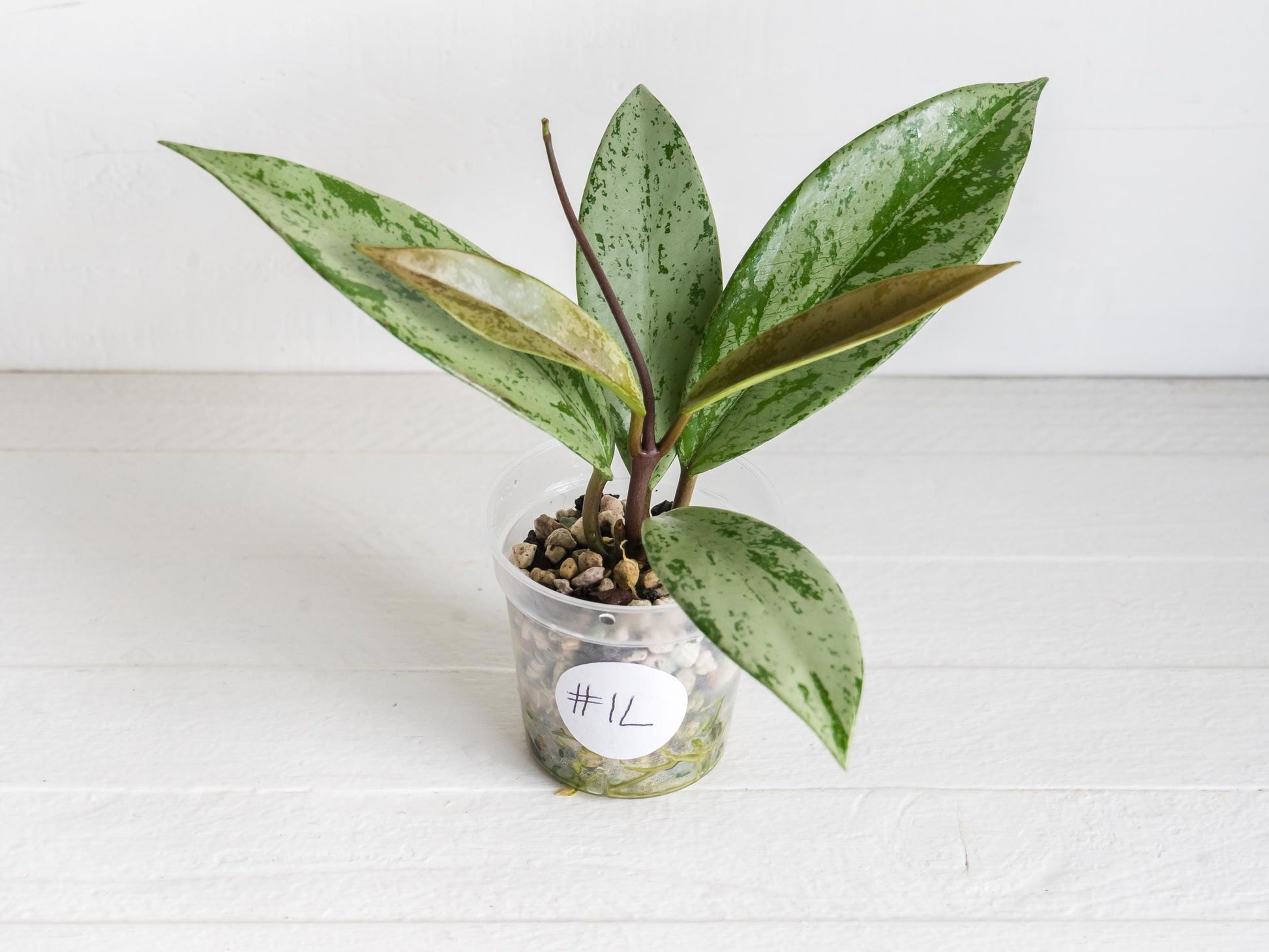 Hoya pubicalyx 'Pink Silver Ghost' | 2-Inch