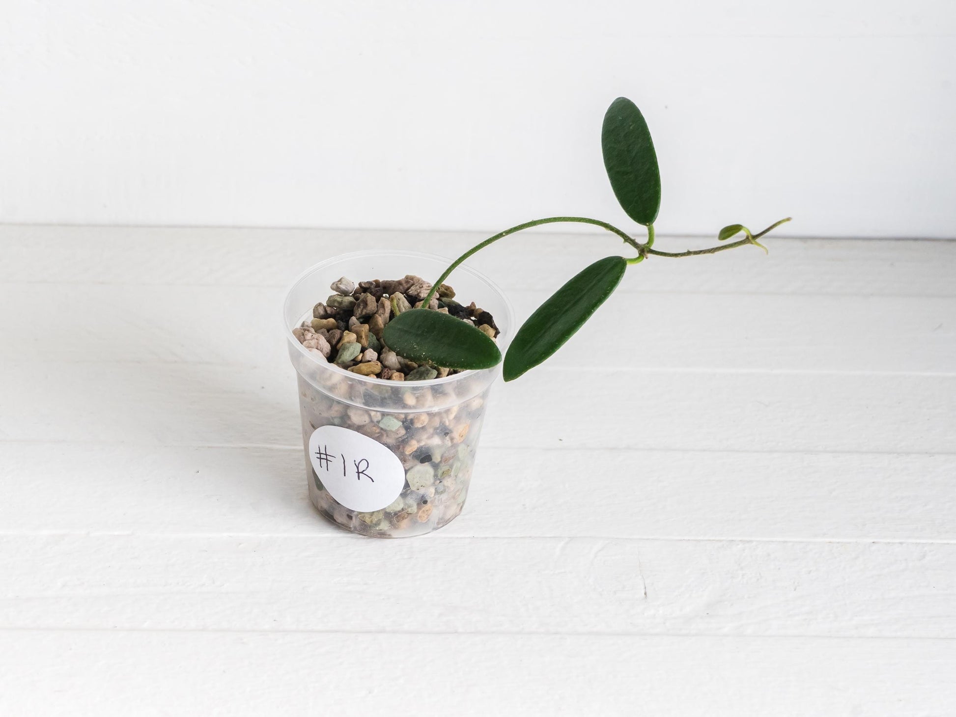Hoya lyi | 2-Inch
