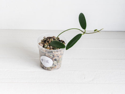 Hoya lyi | 2-Inch