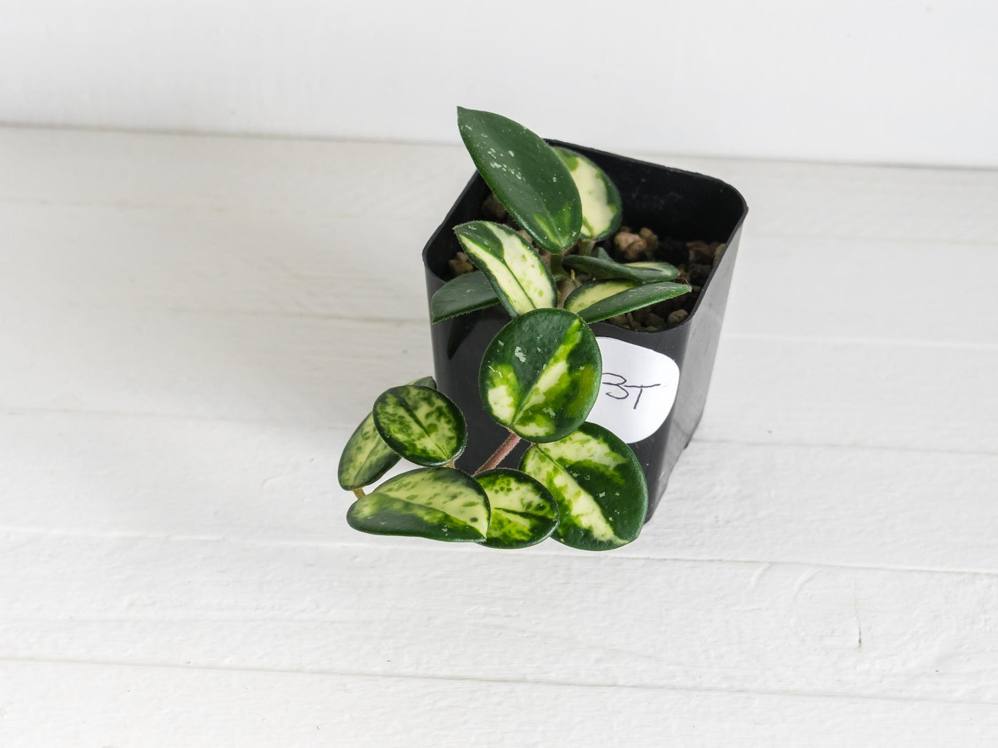 Hoya 'Mathilde' (Inner Variegated) | 2-Inch