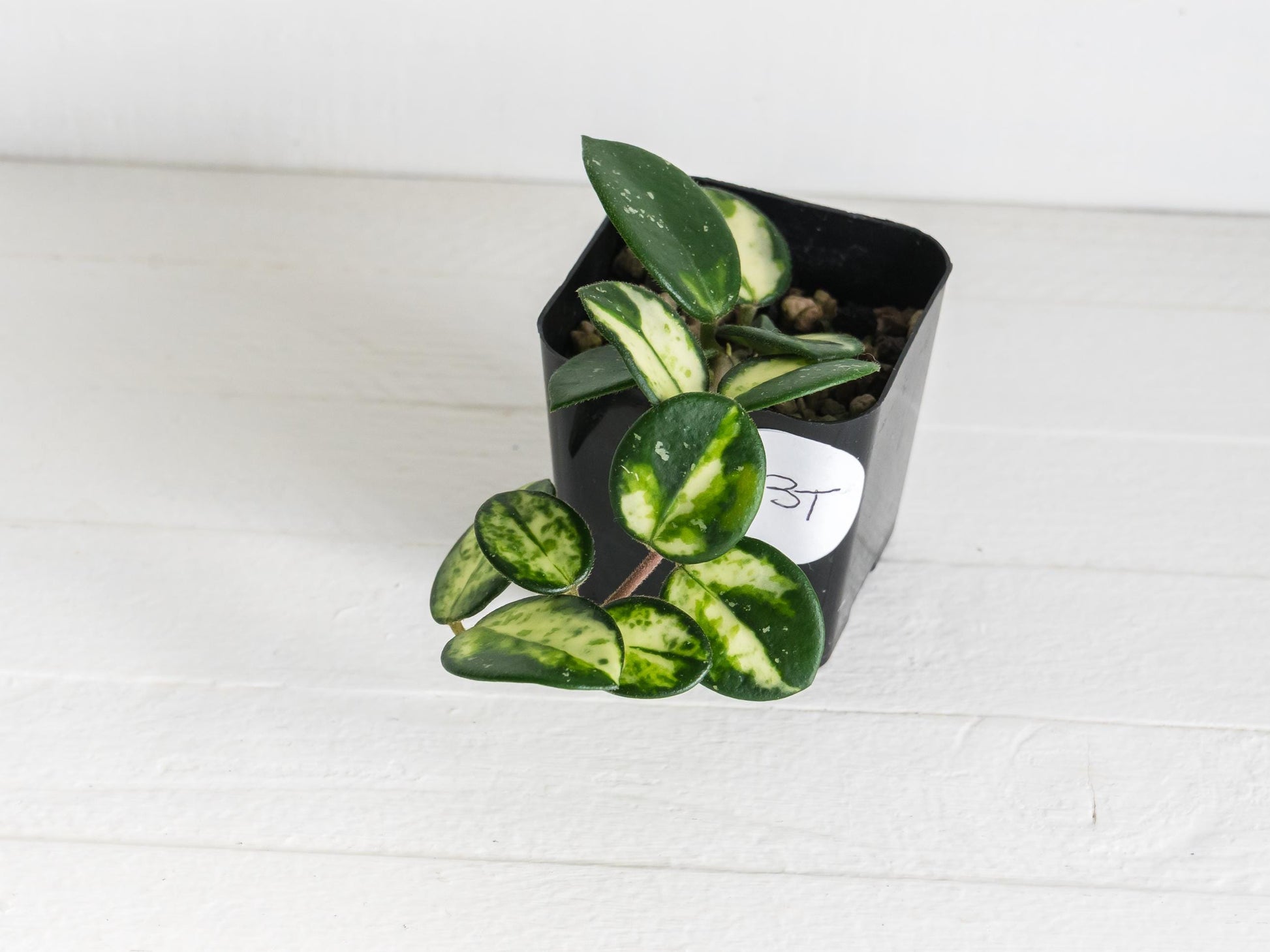 Hoya 'Mathilde' (Inner Variegated) | 2-Inch