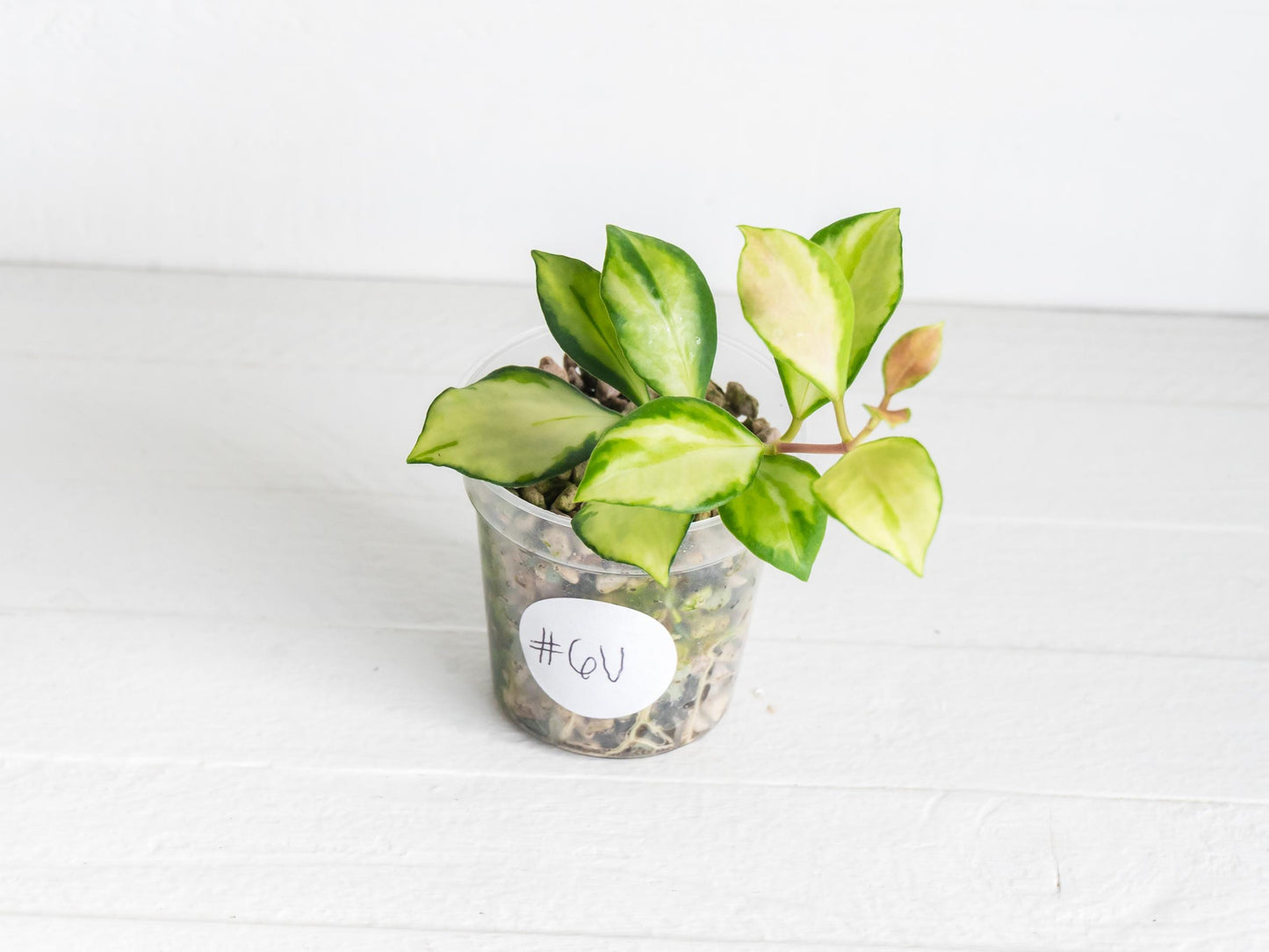 Hoya heuschkeliana (Inner Variegated) | 2-Inch