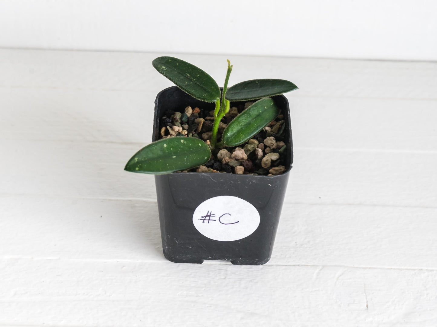 Hoya lyi (uncommon variety aka China) | 2-Inch