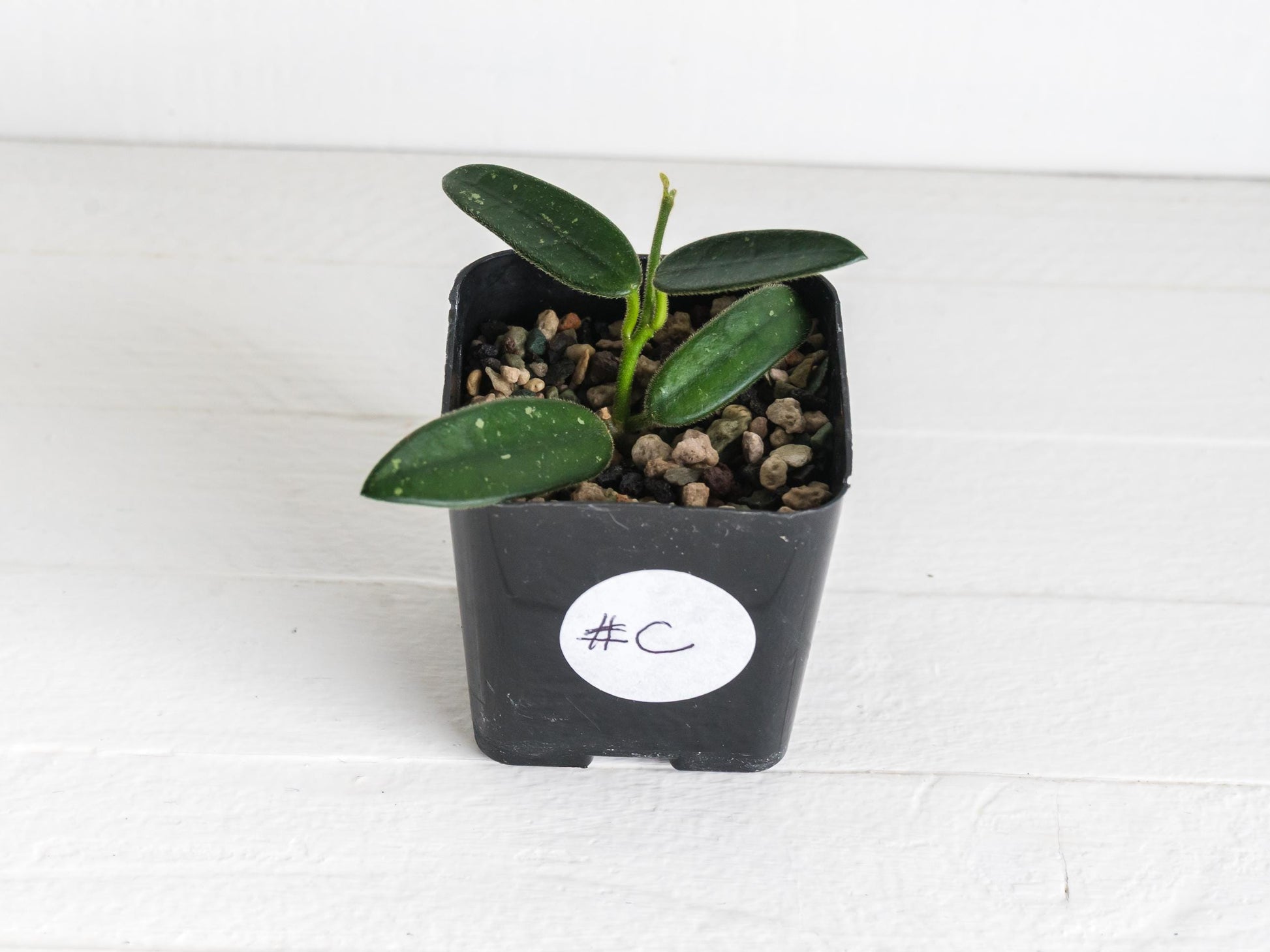 Hoya lyi (uncommon variety aka China) | 2-Inch