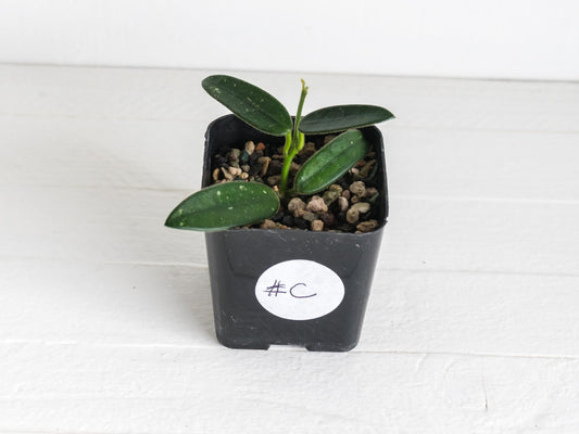 Hoya lyi (uncommon variety aka China) | 2-Inch