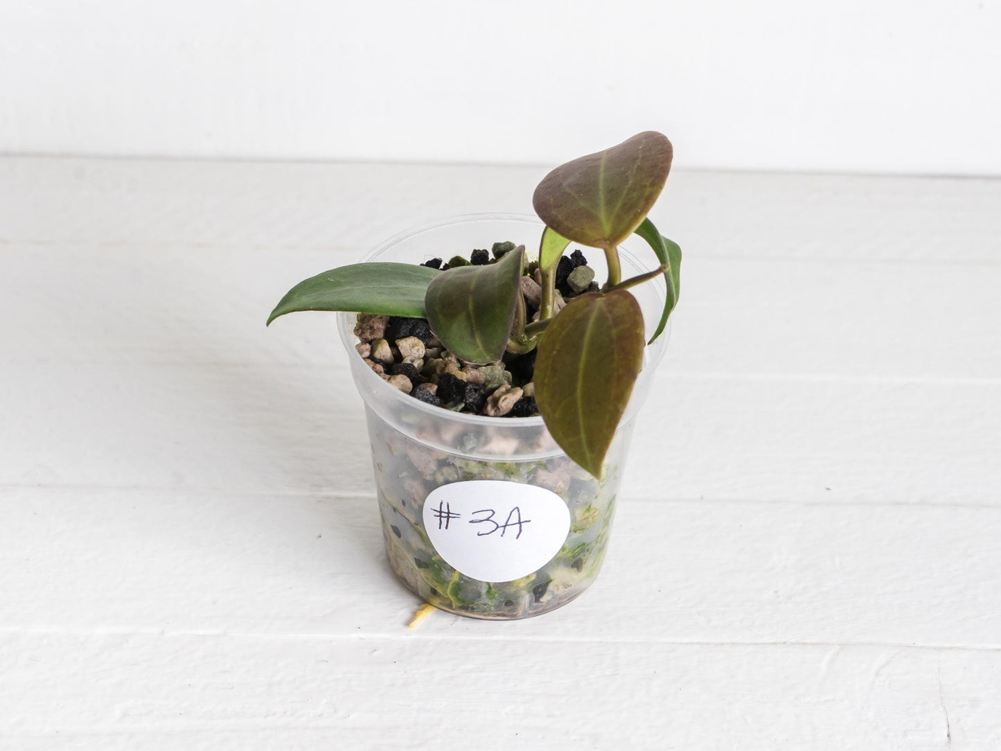 Hoya ‘Aramelon’ (UPT012) | 2-Inch