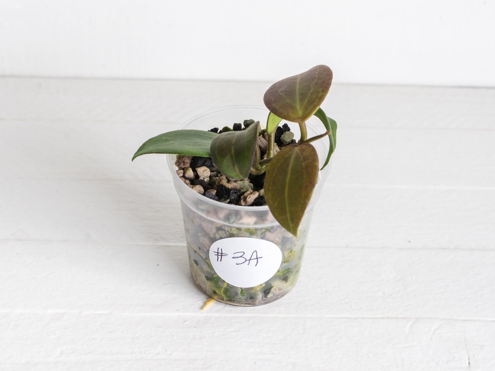 Hoya ‘Aramelon’ (UPT012) | 2-Inch