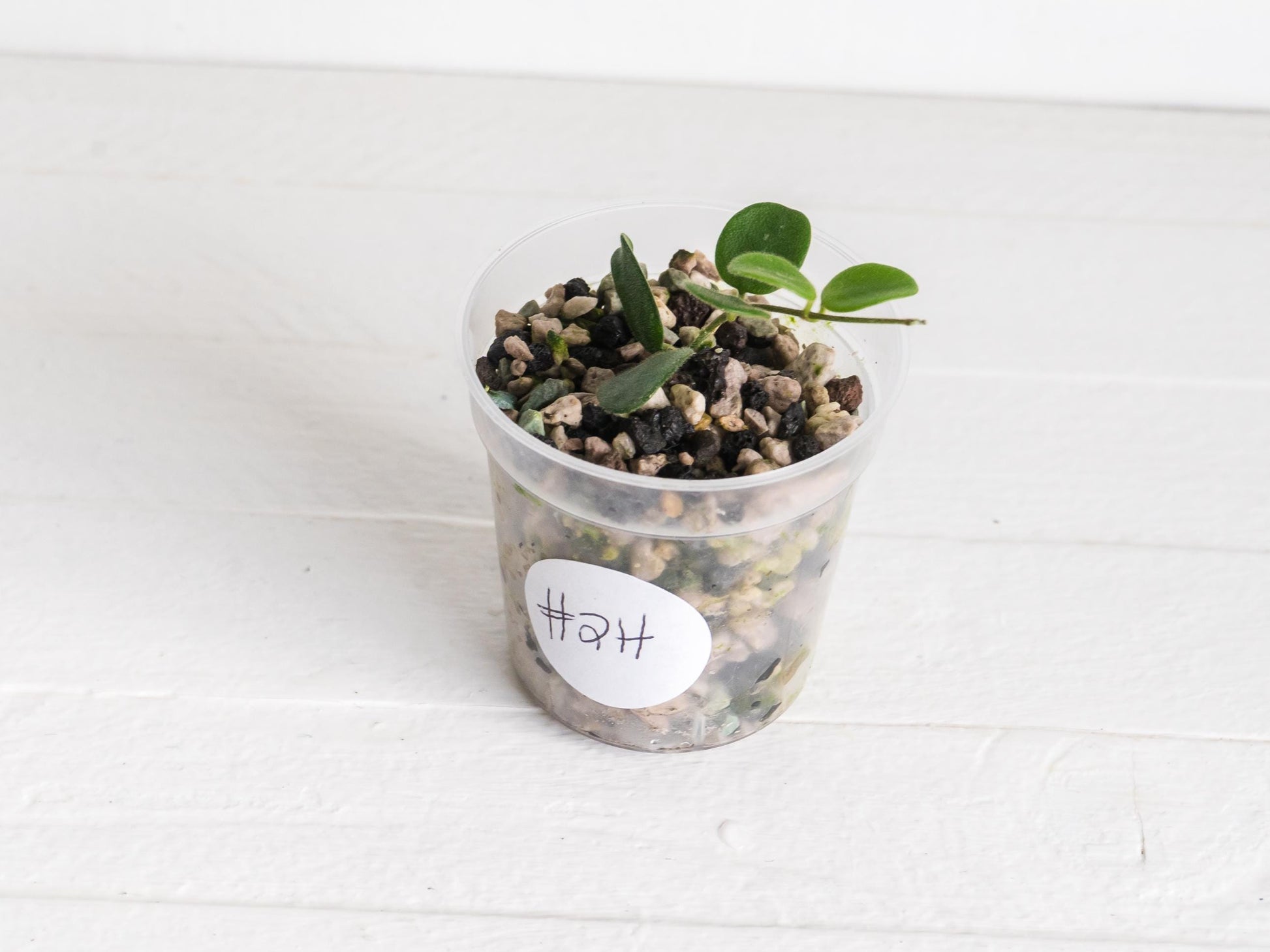 Hoya serpens | 2-Inch