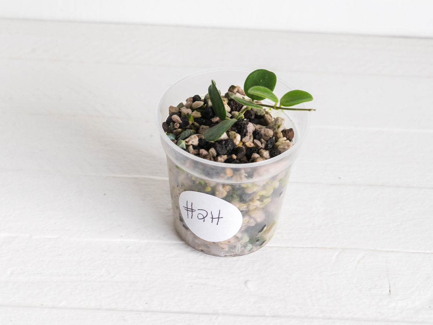 Hoya serpens | 2-Inch