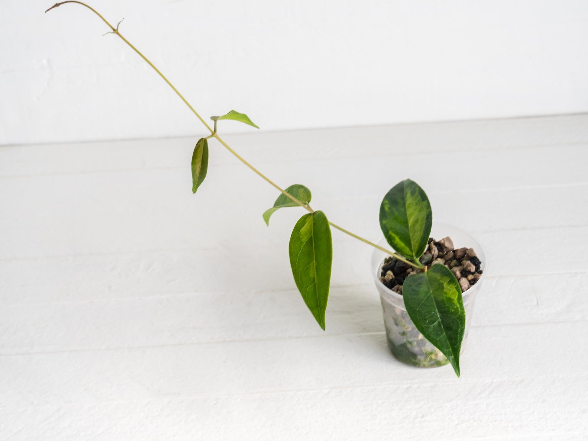 Hoya dennisii ‘Frida’ | 2-Inch