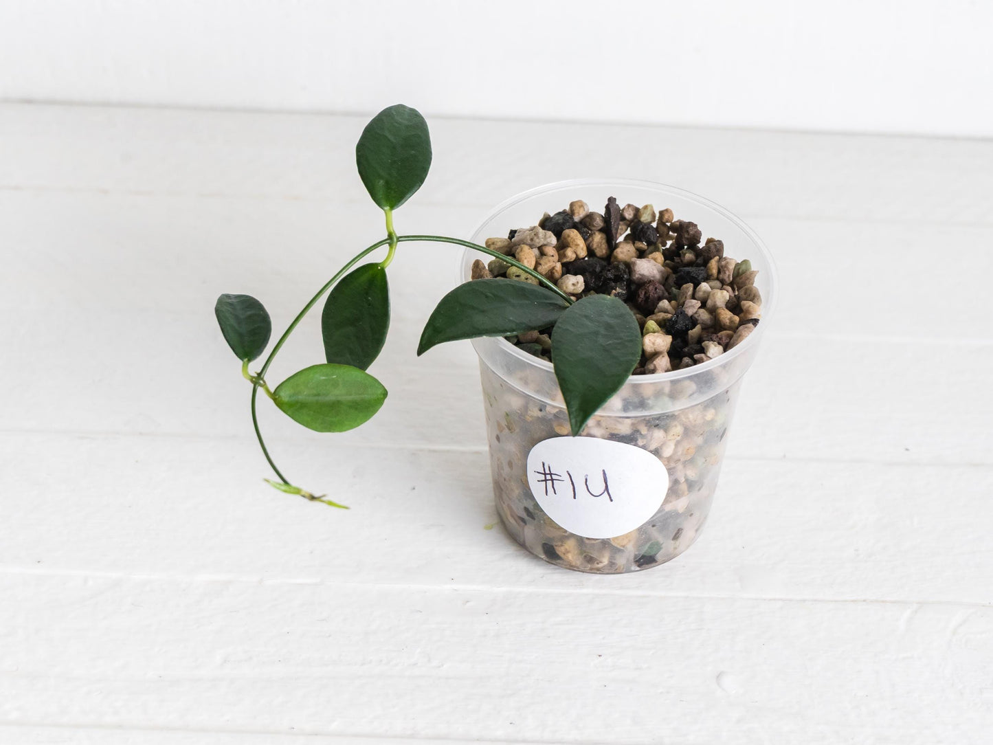 Dischidia GPS-88 | 2-Inch FKA as a Hoya
