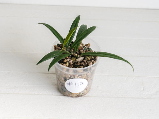 Hoya pauciflora | 2-Inch