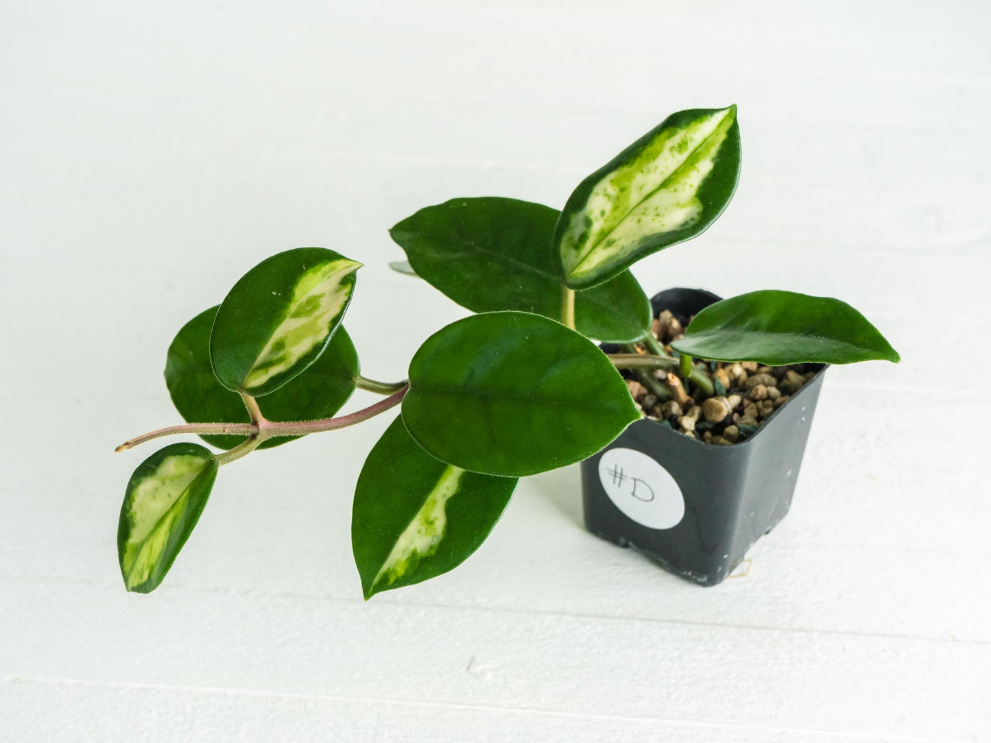 Hoya carnosa 'Madara Green Edge' Low Variegation | 2-Inch