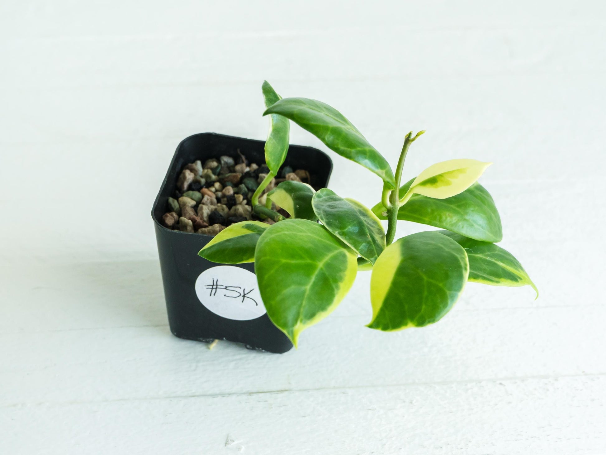 Hoya obscura (Albo | Outer Variegated) | 2-Inch | Exact Plant | Free Live Arrival Guarantee