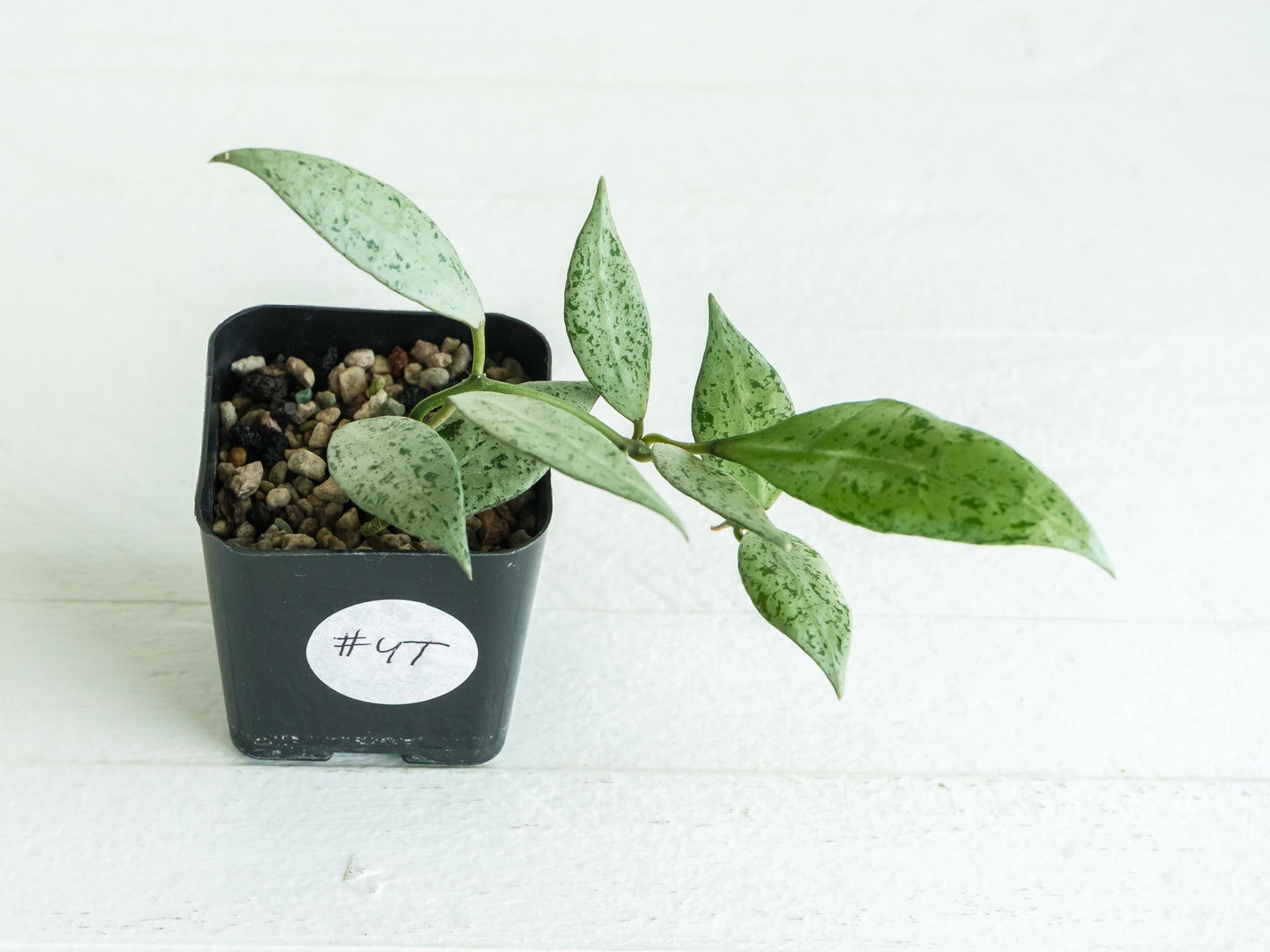 Hoya lacunosa 'Silver Lime' | 2-Inch