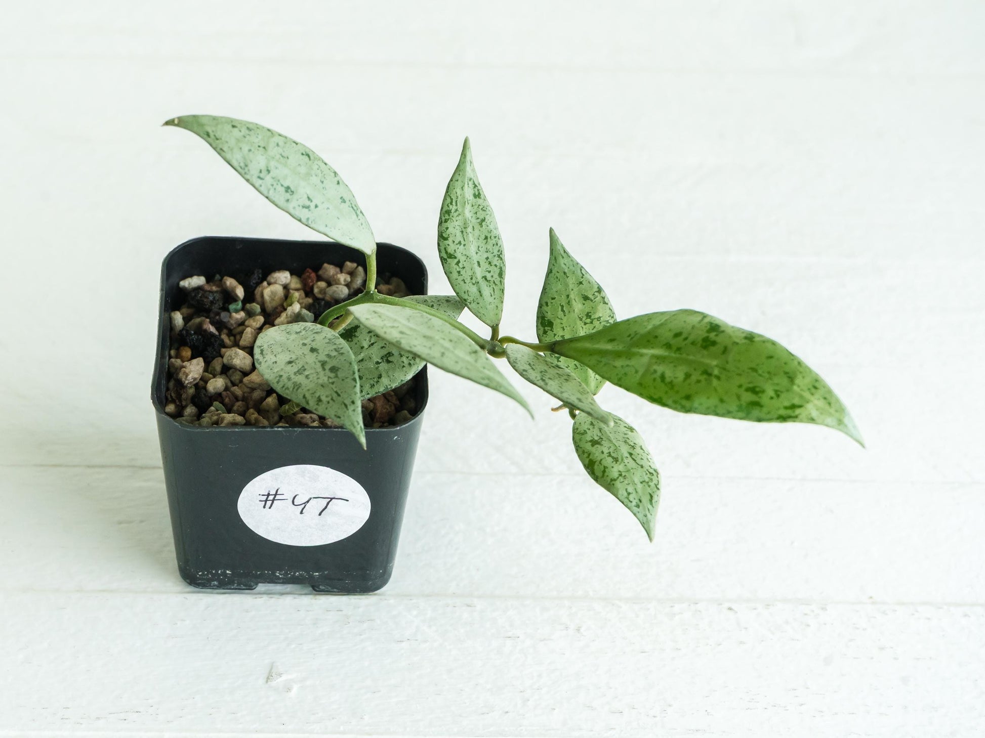 Hoya lacunosa 'Silver Lime' | 2-Inch