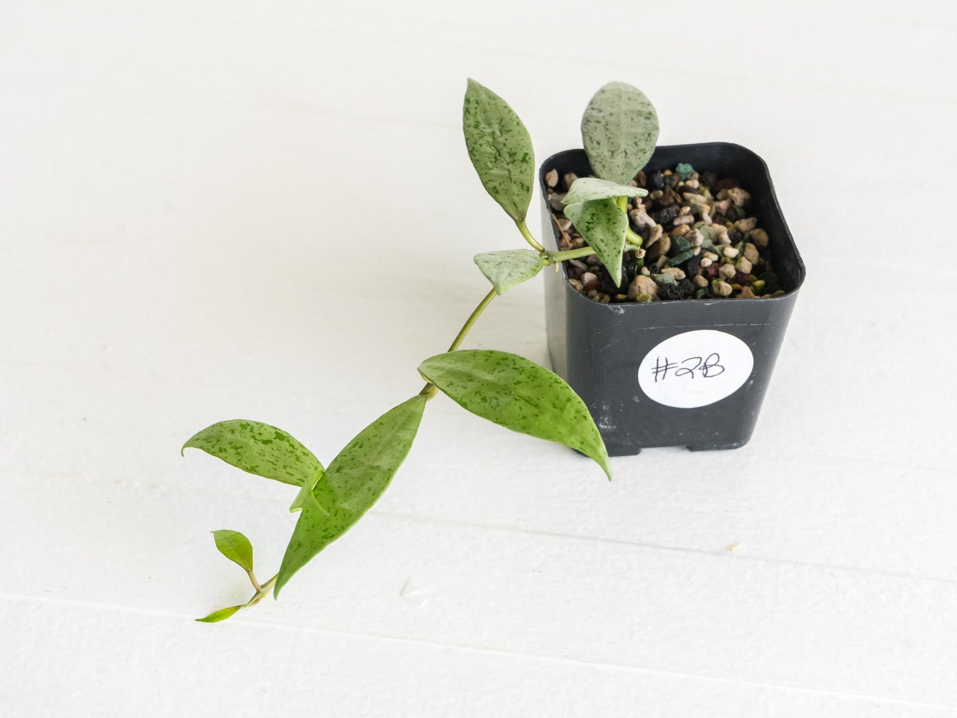 Hoya lacunosa 'Silver Lime' | 2-Inch