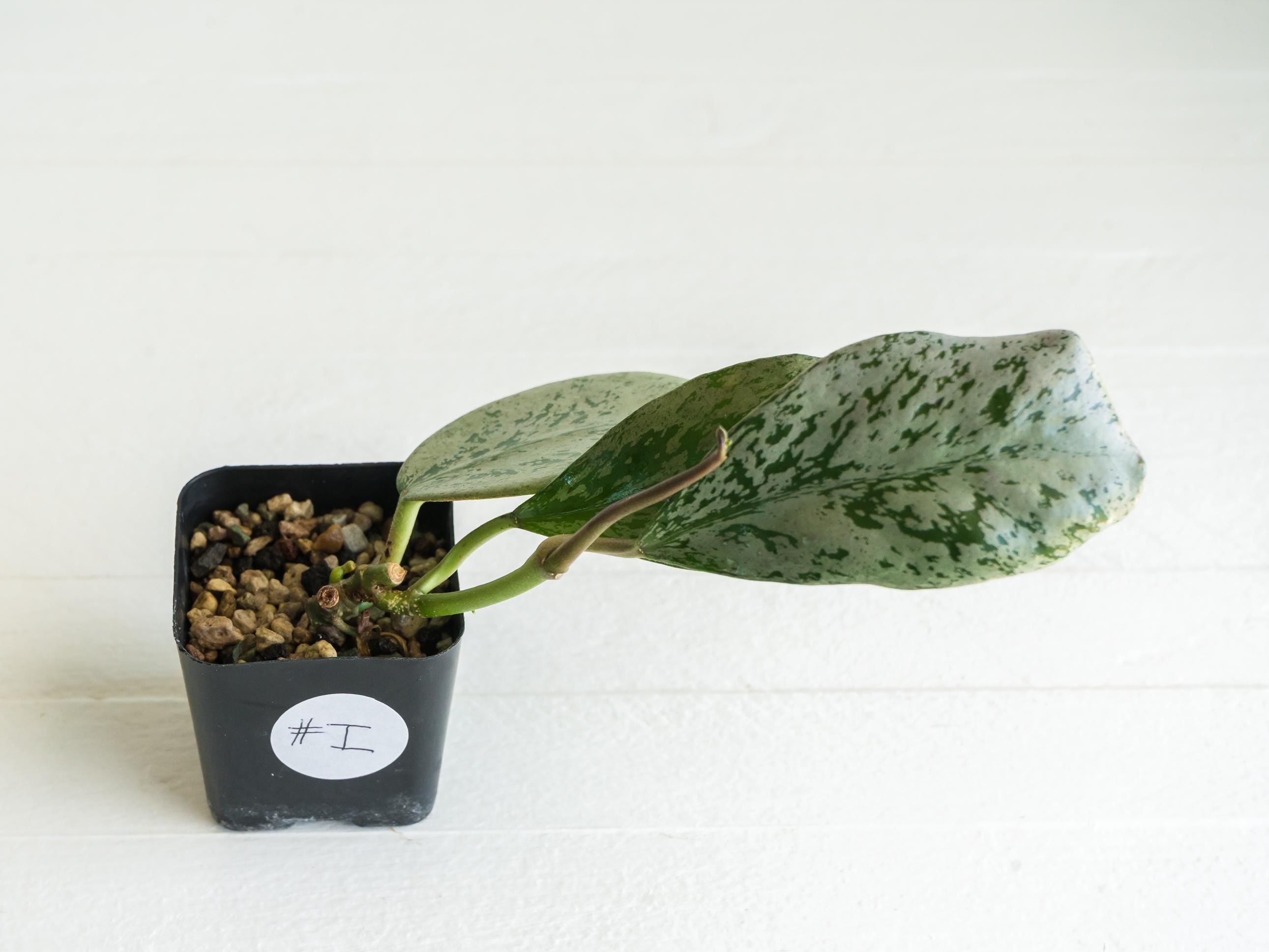 Hoya chiang dao (Silver) | 2-Inch – Hoya Treasures