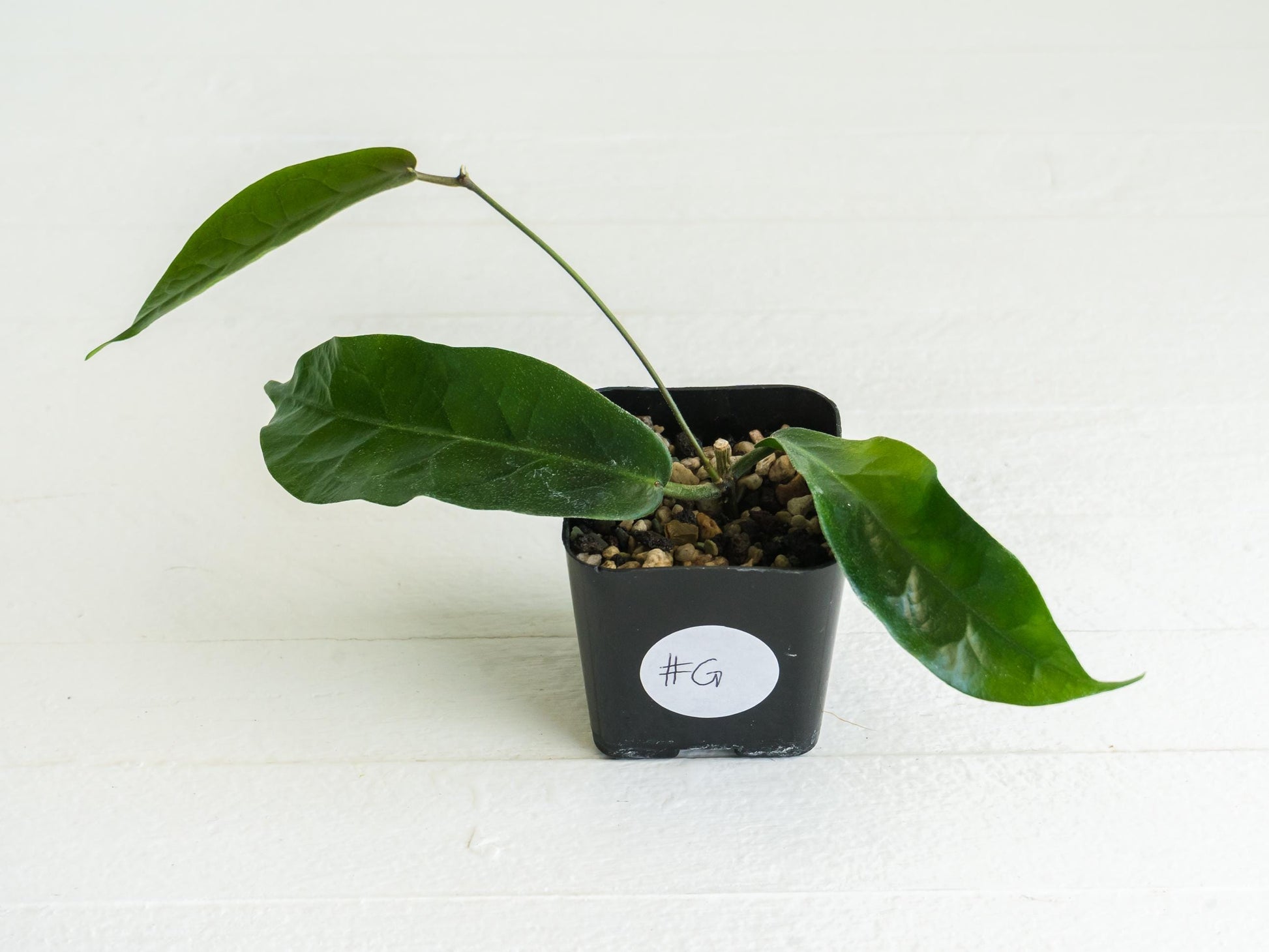 Hoya megalaster | 2-Inch