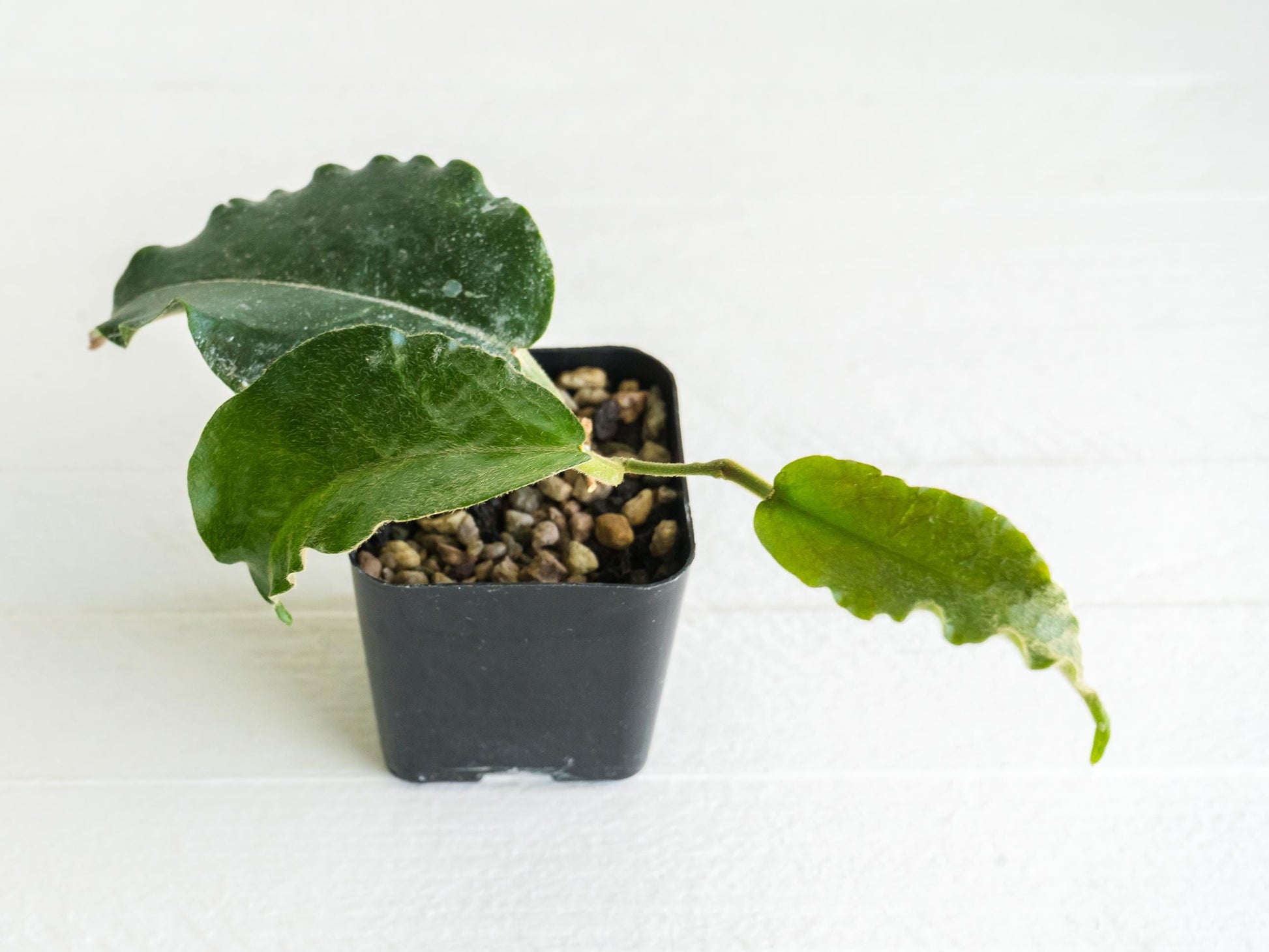 Hoya versteegii | 2-Inch