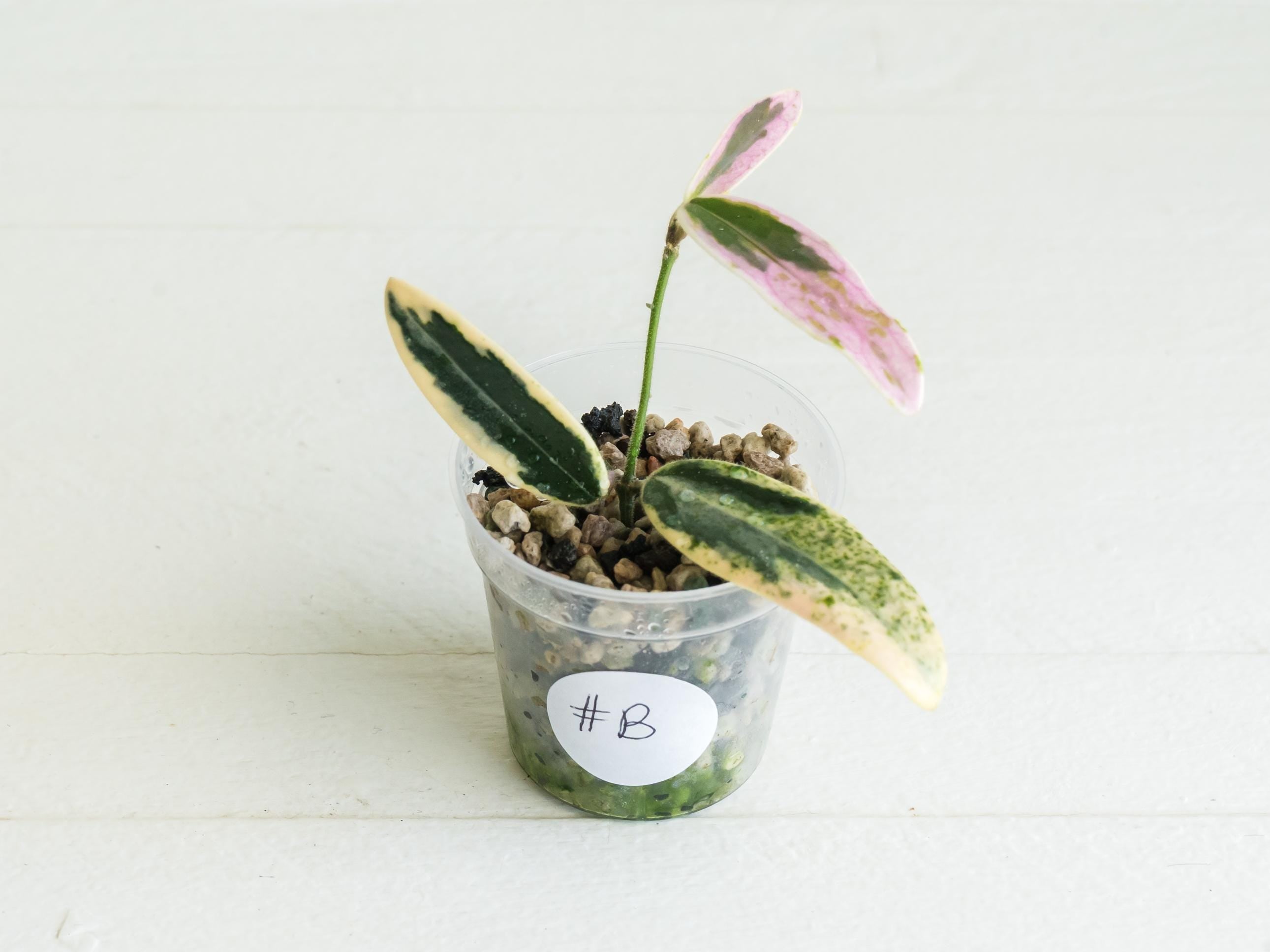 Hoya lyi 'Prism' | 2-Inch – Hoya Treasures