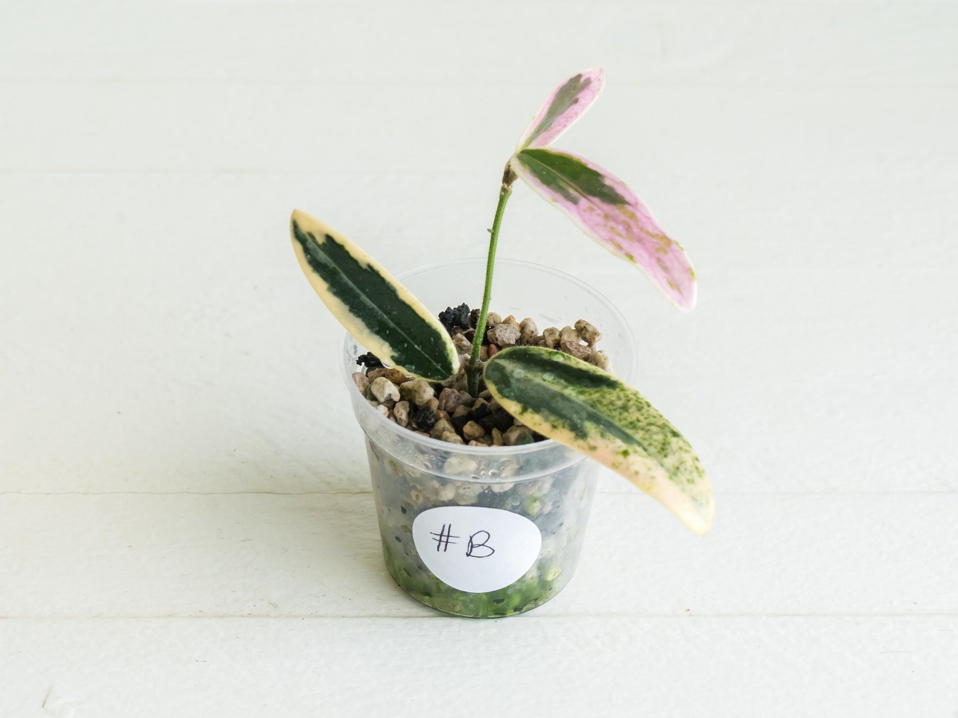 Hoya lyi 'Prism' | 2-Inch | Exact Plant | Free Live Arrival Guarantee