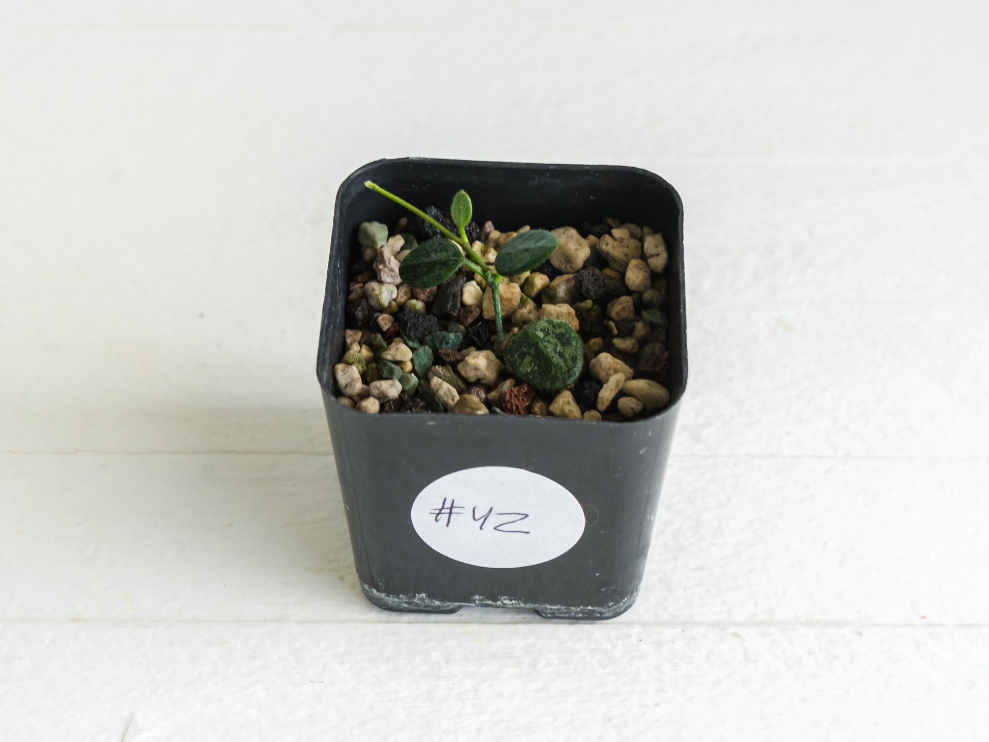 Hoya serpens | 2-Inch