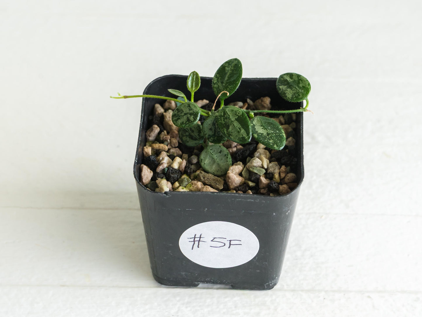 Hoya serpens (Splash) | 2-Inch
