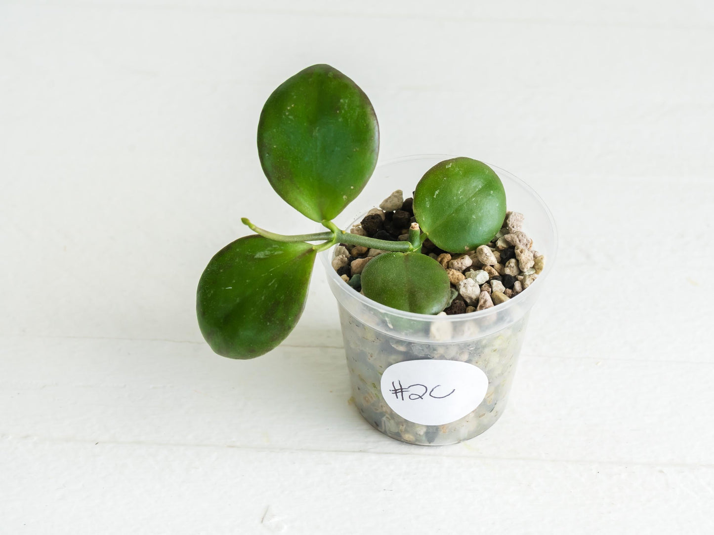 Hoya ‘Clamshell’ | 2-Inch