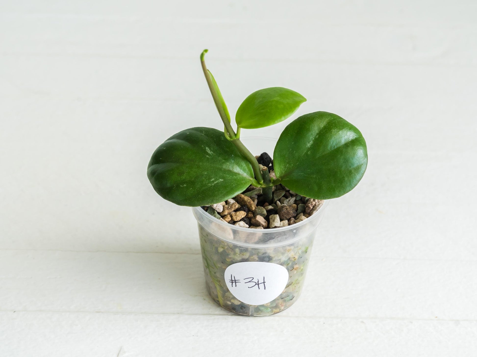 Hoya ‘Clamshell’ | 2-Inch
