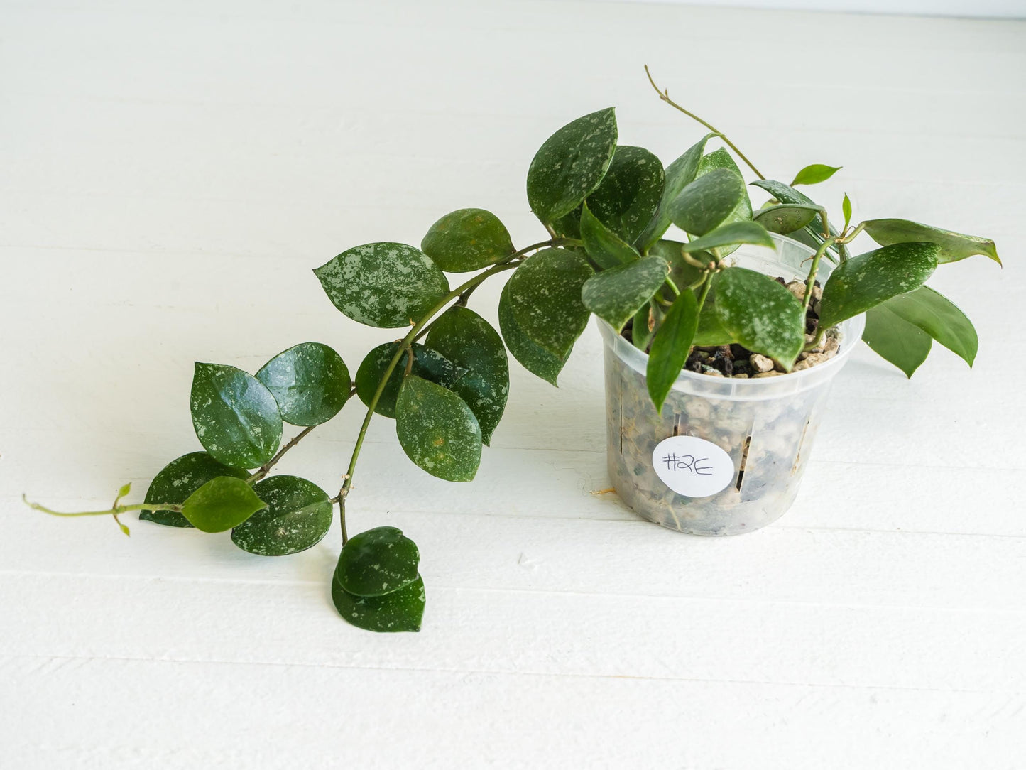 Hoya walliniana (Splash) | 3-Inch
