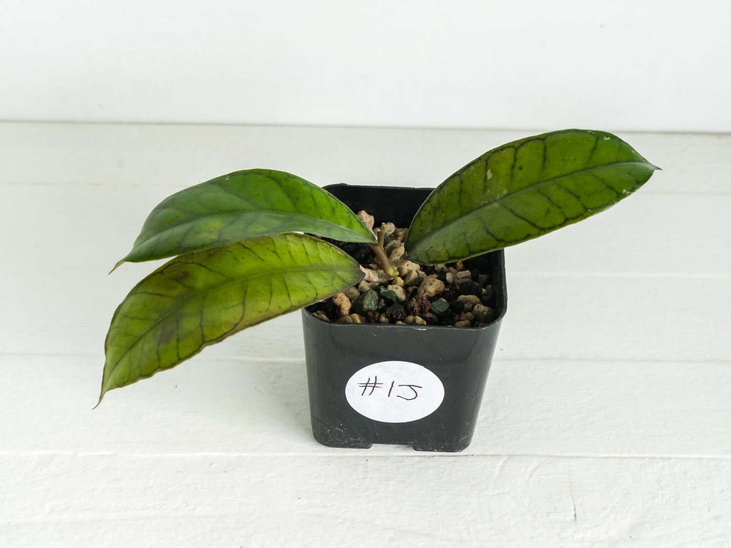 Hoya gunung gading | 2-Inch
