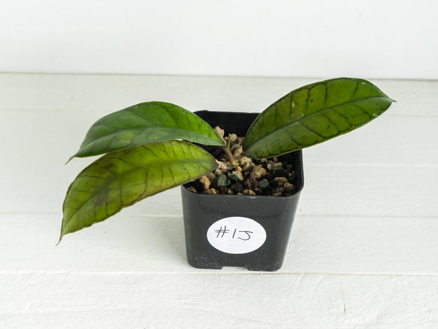 Hoya gunung gading | 2-Inch